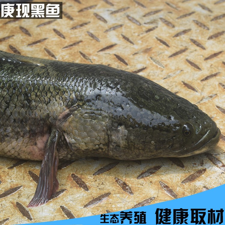 淡水魚批發(fā) 鮮活黑魚魚苗 魚飼料 成品黑魚 生態(tài)池塘養(yǎng)殖