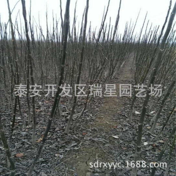 廣西嫁接香玲核桃樹苗 薄殼板栗樹苗 柿子樹苗 8518核桃樹苗