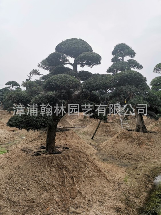 產(chǎn)地供應(yīng)20-60公分造型羅漢松 造型黑松 福建羅漢松批發(fā)造型松