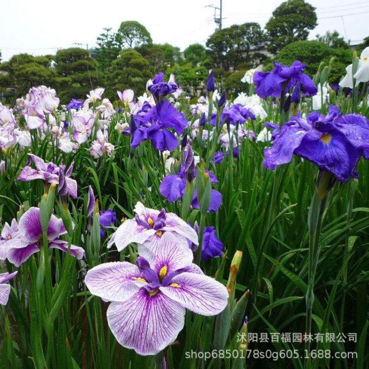 日本大花菖蒲 苗圃直銷 批發(fā)價格 玉蟬花變種 多年生宿根挺水植物