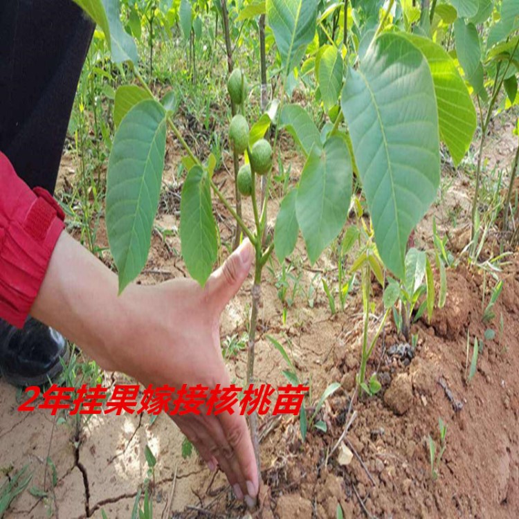 河南特早熟嫁接薄皮香玲核桃苗 清香8518嫁接核桃樹苗當(dāng)年掛果