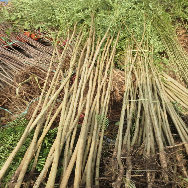 批發(fā)合歡樹小 絨花樹 芙蓉花樹小 庭院別墅種植 綠化木