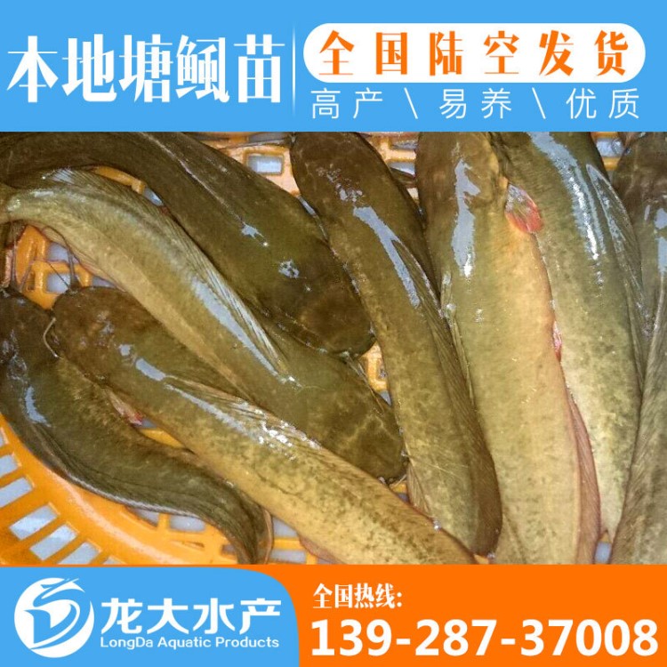 【】大量供應(yīng) 本地塘鲺苗 胡子鯰魚苗 塘角魚苗批發(fā)