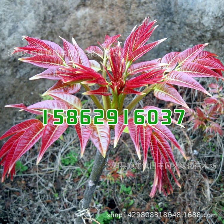 基地供應果樹苗 香椿苗 紅油椿樹苗庭院種植批發(fā)量大優(yōu)惠