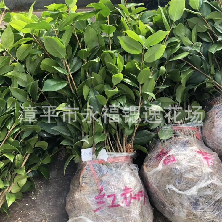 烈香茶花，紅赤丹，五色香太陽(yáng) 香妃茶花 茶花扦插小苗20-35公分