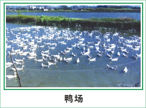 深圳東莞惠州的大米、食油、蔬菜配送公司公司