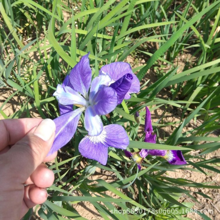 馬藺基地直銷 馬蘭花批發(fā) 多年生草本宿根植物適應(yīng)性強(qiáng)地被花卉