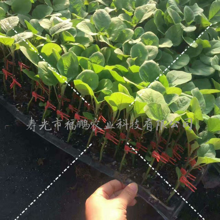 壽光福鵬長(zhǎng)茄苗子/大龍長(zhǎng)茄/嫁接茄子苗/育苗/苗子抗病強(qiáng)