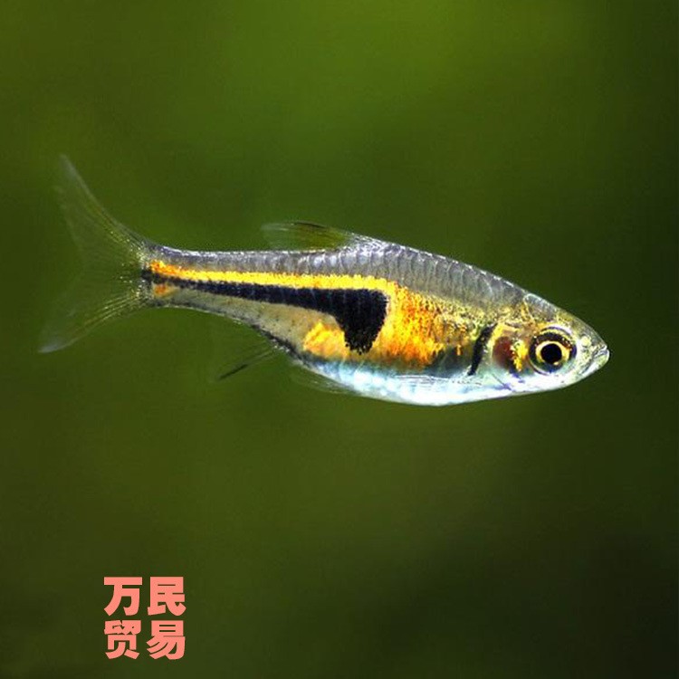 三角燈魚(yú)觀賞熱帶魚(yú) 燈科魚(yú)紅綠燈魚(yú)霓虹燈魚(yú)活體小型魚(yú)活體