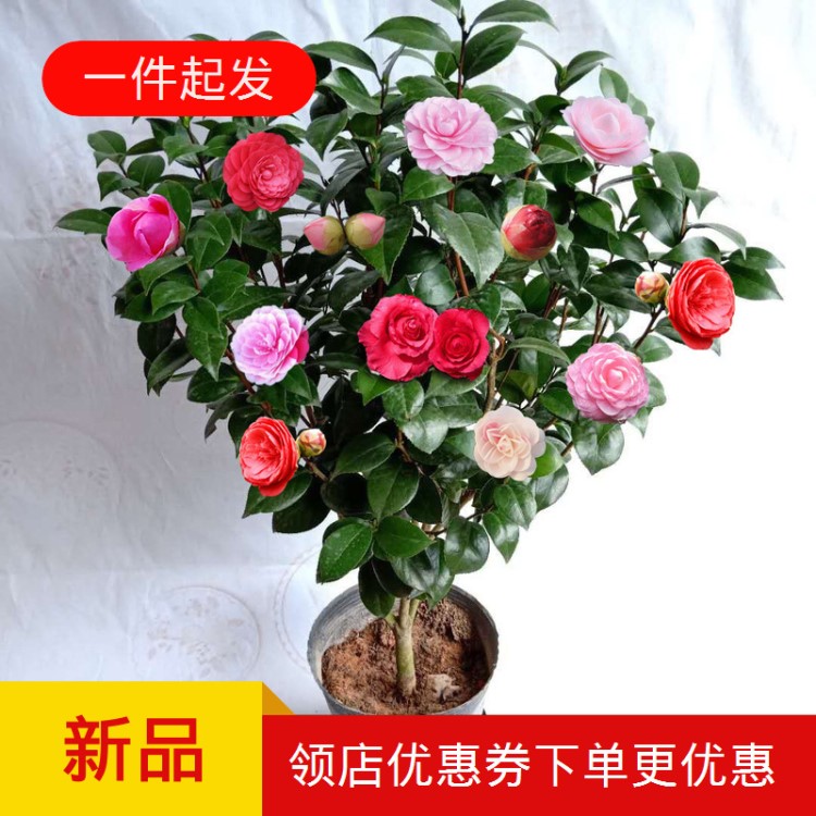 茶花盆栽五色赤丹四季茶花樹(shù)苗金花茶盆栽四季開(kāi)花的花烈香濃香型