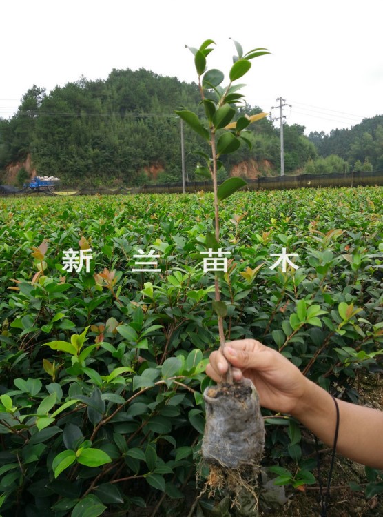 福建一级油茶苗杯苗 湖南油茶苗基地轻基质容器杯苗油茶苗