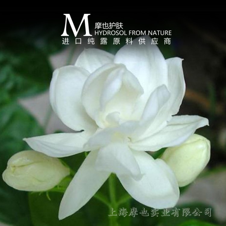 阿拉伯小茉莉露1000ml  補水細致毛孔柔白亮膚 支持小批量代工