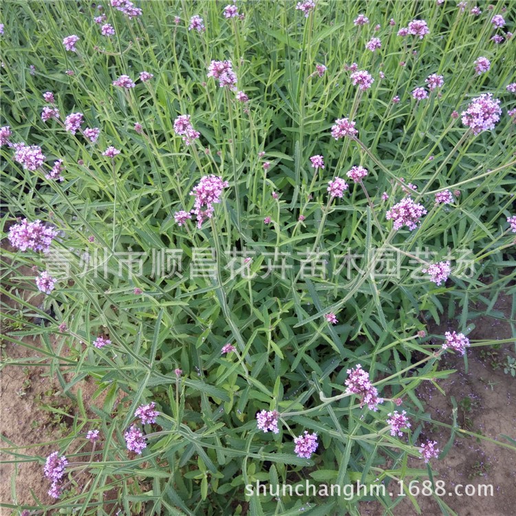 紫色花海景觀柳葉馬鞭草 工程綠化馬鞭草花苗批發(fā)宿根花卉