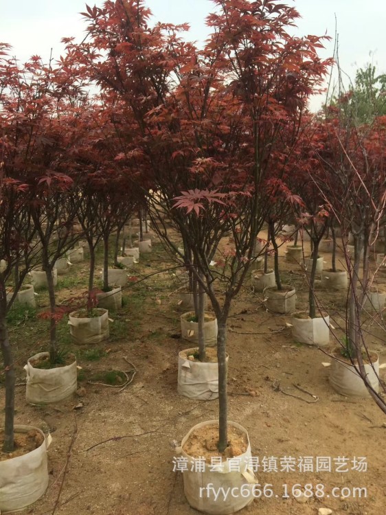 大量銷售紅楓 漳州紅楓種植基地 批發(fā)美國紅楓 庭院綠化 工程綠化