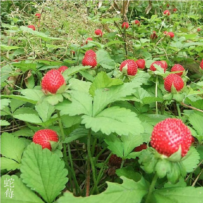 批發(fā)中藥材蛇莓種子紅果野草莓種子多年生蛇莓花卉產(chǎn)量高易活