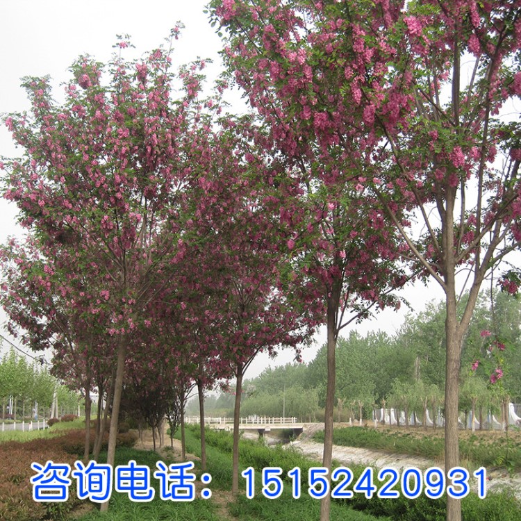 紅花槐紅花槐 紅花槐小苗 價格優惠 基地直銷 等綠化苗木喬木