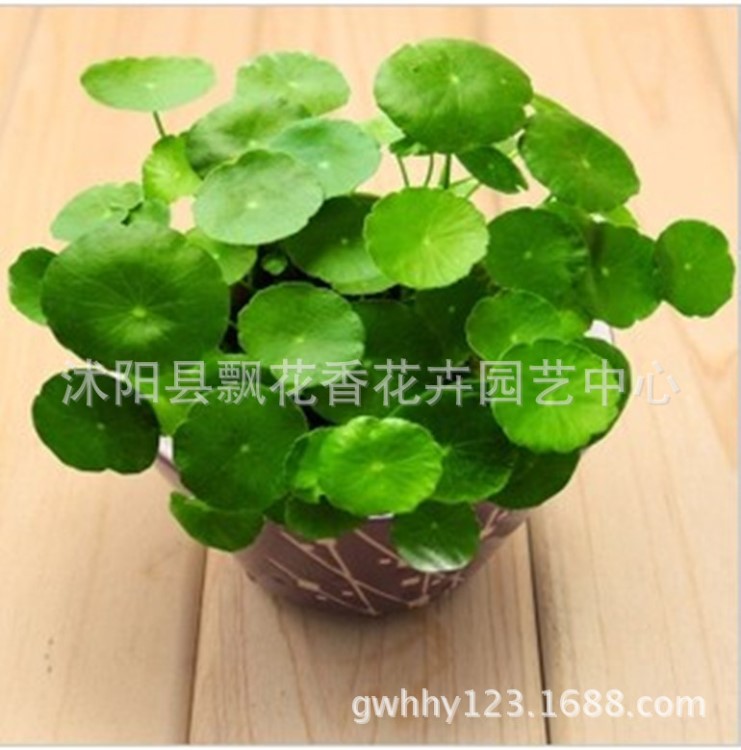 批發(fā) 銅錢(qián)草 水培植物 盆栽花卉 室內(nèi)盆栽植物 想賺錢(qián)先養(yǎng)錢(qián)