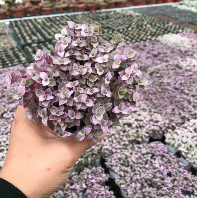 胭脂云 9cm盆帶盆發貨 多肉植物 基地直銷 容易爆盆 實拍