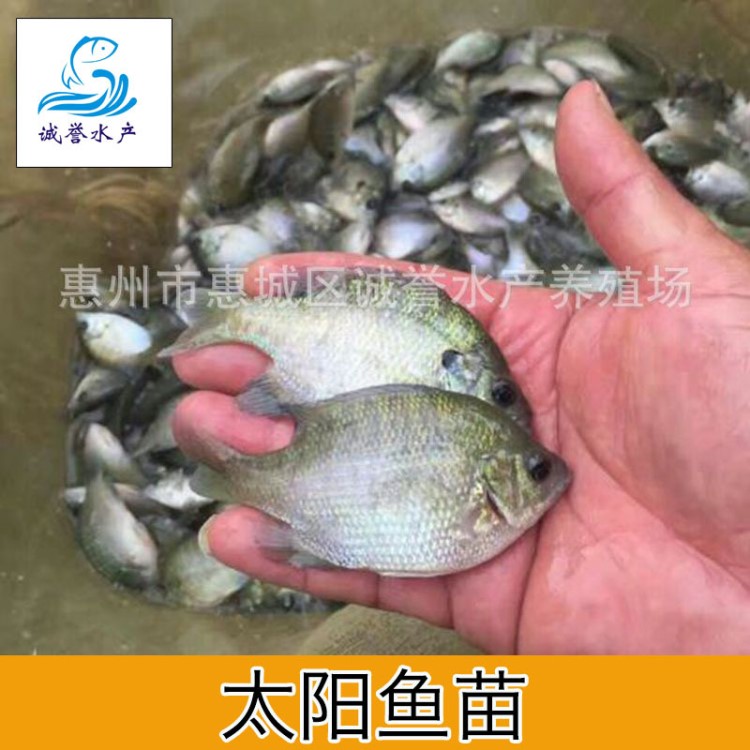 太陽魚苗 藍鰓太陽魚苗 美國太陽苗 大量批發(fā)全國各地包郵