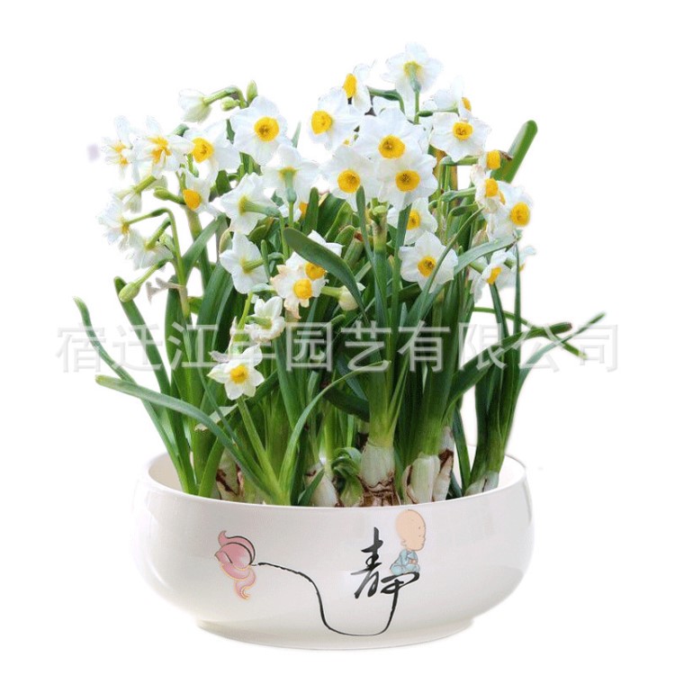 室內(nèi)水培花卉 水仙花 簡(jiǎn)單好養(yǎng) 冬季花卉 清新綠植 花期長(zhǎng)