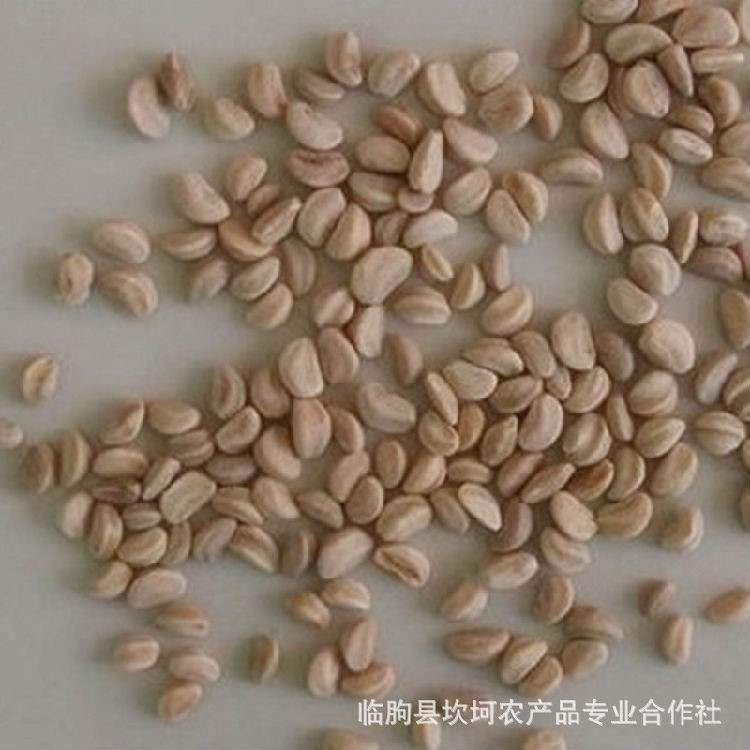 山楂核 批發(fā)山楂籽 散裝 產(chǎn)地直供  坐墊枕頭填充料 玩具沙池