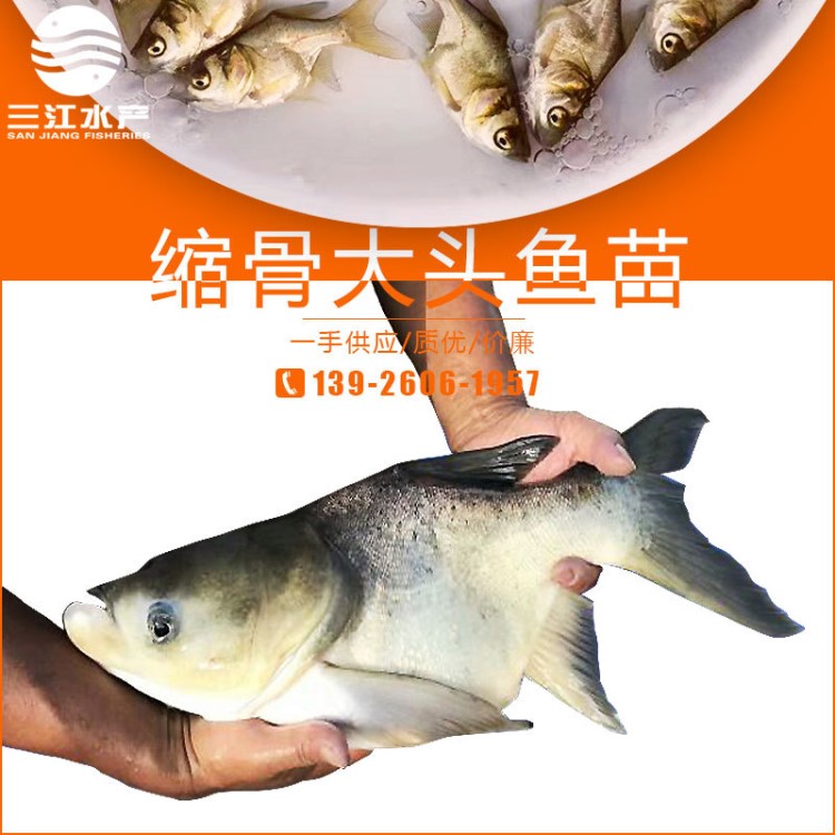 新苗供應(yīng) 57厘米縮骨大頭魚 縮骨鳙魚 縮骨胖頭魚 縮骨魚