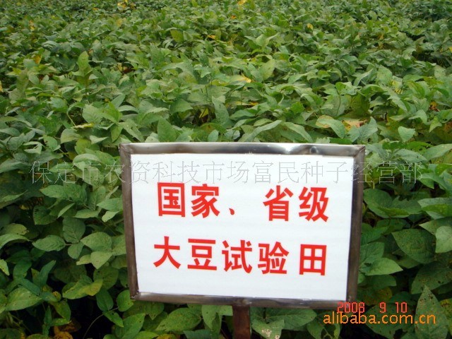 供应特色农业抗病早熟鲜食毛豆种子新品种台湾731