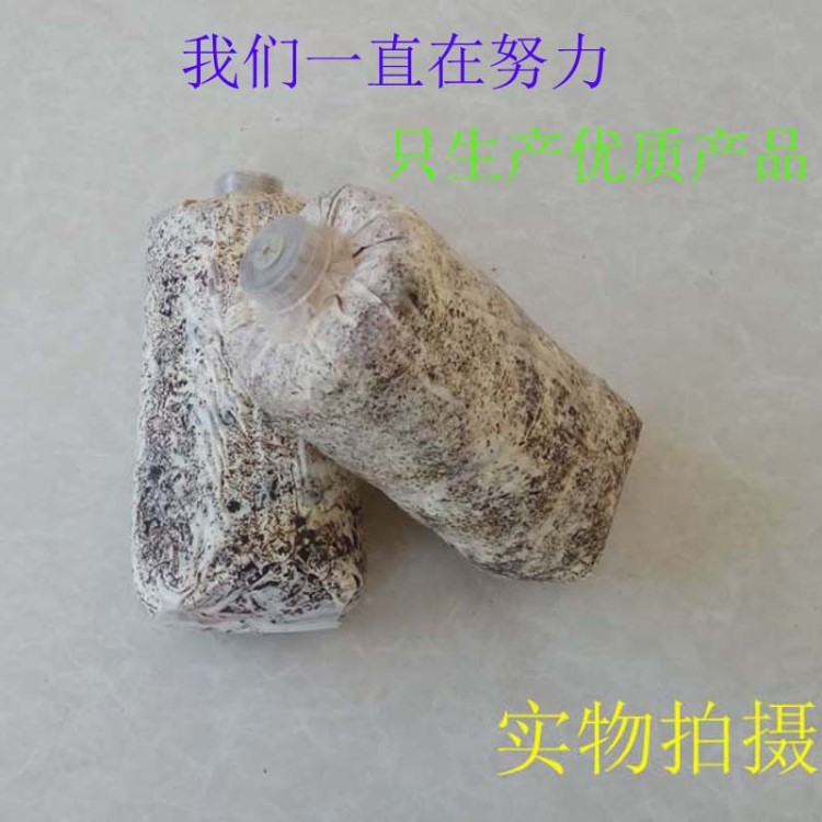 萌發(fā)菌天麻菌種播天麻花粉下蒴果培育天麻零0代種子必備菌種廠家