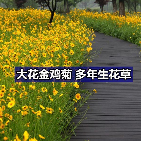 金雞菊種子多年生花種宿根花草四季易種道路公園綠化凈籽按斤出售