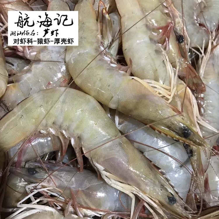 潮汕野生蘆蝦500g海蝦劍蝦生鮮深海產(chǎn)品冷凍水產(chǎn)品對蝦白厚殼冰鮮