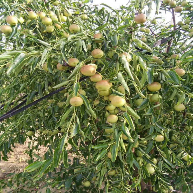 《棗樹苗》基地供應(yīng)沾化冬棗苗 梨棗 龍須棗 葫蘆棗等棗樹苗