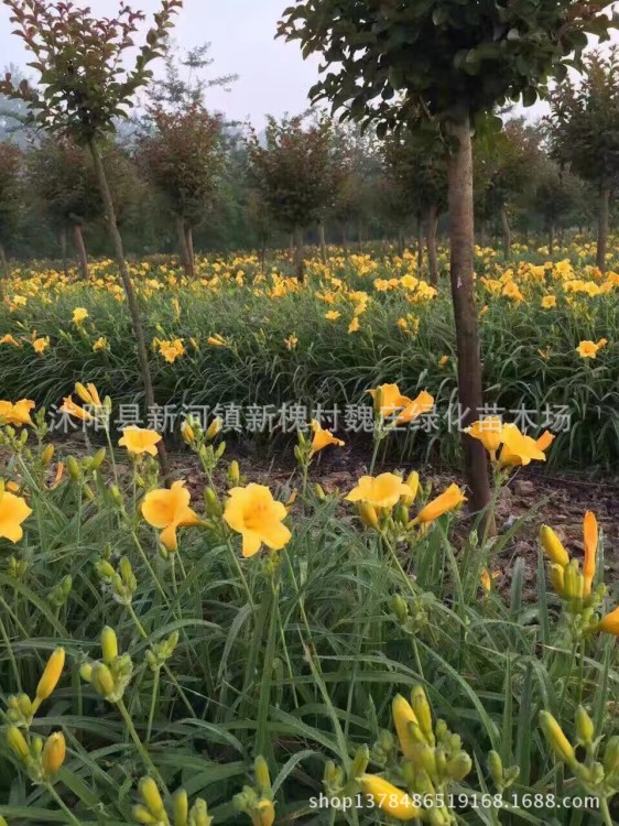 大花萱草 金娃娃萱草 鴻運(yùn)萱草 紅運(yùn)萱草