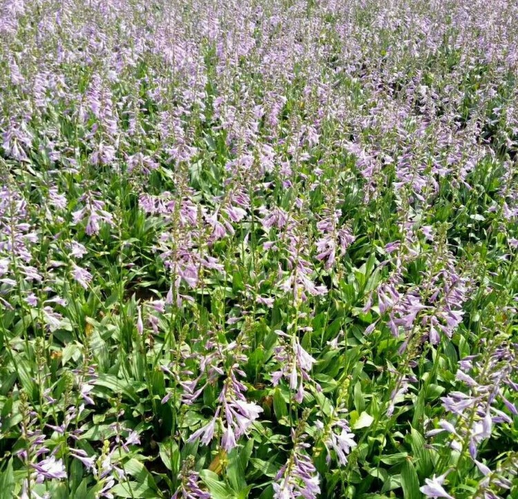 大量出售園林綠化東北地區(qū)宿根耐寒耐陰花卉紫花玉簪種根苗地栽苗