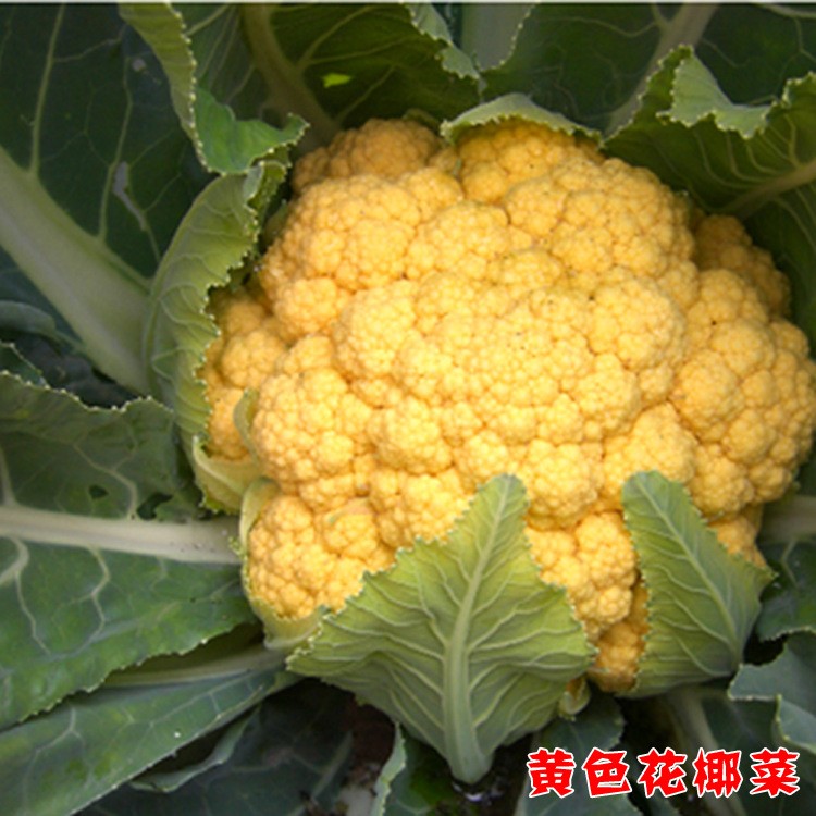 【黃色花椰菜種子】黃色菜花種子 金花菜種子 黃色花菜種子 30粒