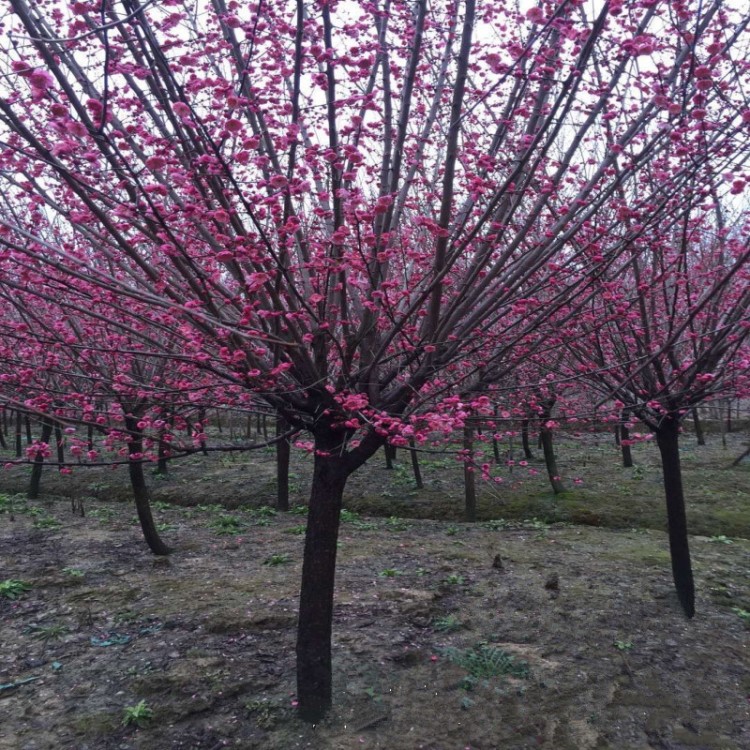 批發(fā)原生紅梅基地直銷工程綠化苗木庭院室內(nèi)可種植濃香型耐寒植物