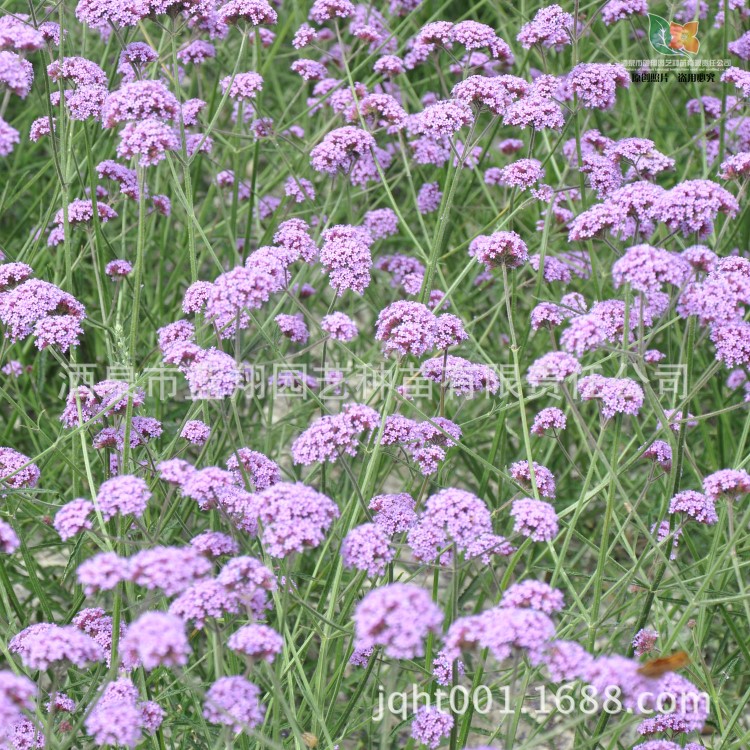 廠家直銷柳葉馬鞭草種子花卉種子批發(fā)花海種子種苗優(yōu)惠供應(yīng)