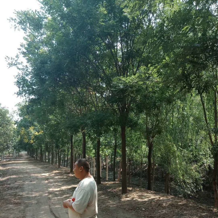 國槐20公分價格，20公分國槐基地批發大規格國槐