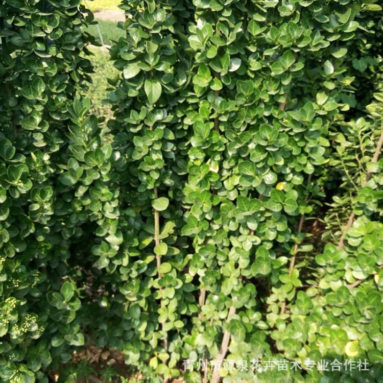 北海道黃楊 綠籬 常青植物 北海道黃楊批發(fā) 貨源足 量大優(yōu)惠