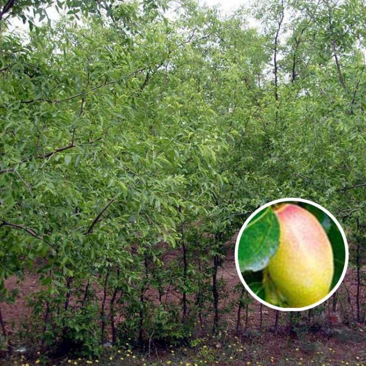 新沾冬二號(hào)棗樹苗果實(shí)可口皮脆 冬棗苗批發(fā)  嫁接沾化冬棗