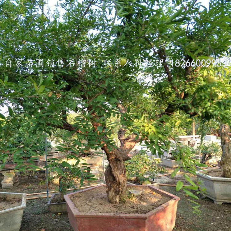 露地造型石榴樹樁花卉室內(nèi)大型石榴樹樁樹盆景綠化果樹木批發(fā)