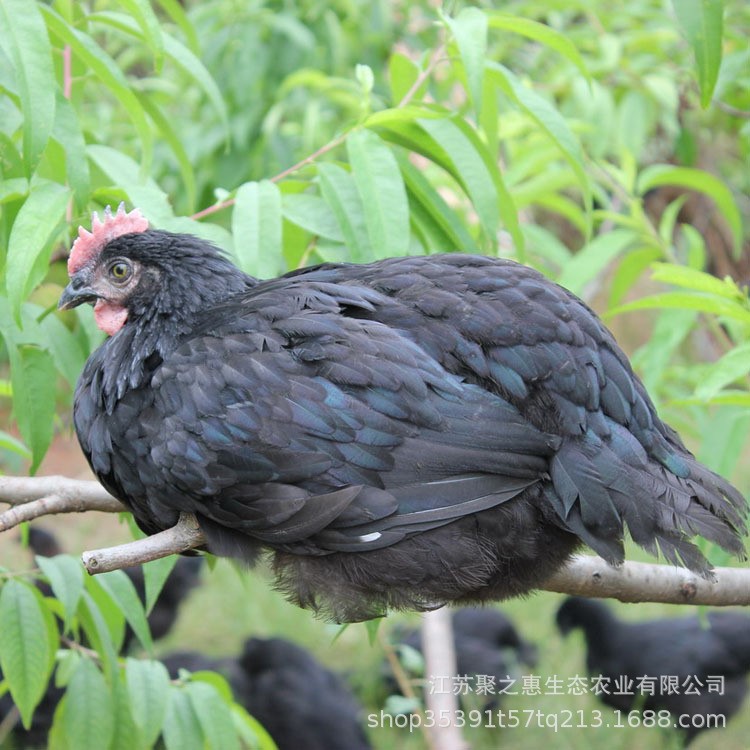 種五黑雞苗 烏骨雞苗  黑骨烏雞苗黑烏雞 養(yǎng)殖基地生態(tài)養(yǎng)殖