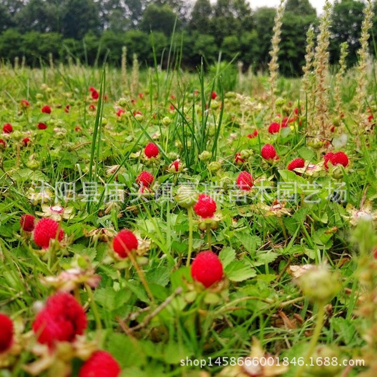 蛇莓種子批發(fā) 蛇果草小紅果野草莓 園林庭院可盆栽  發(fā)芽率高