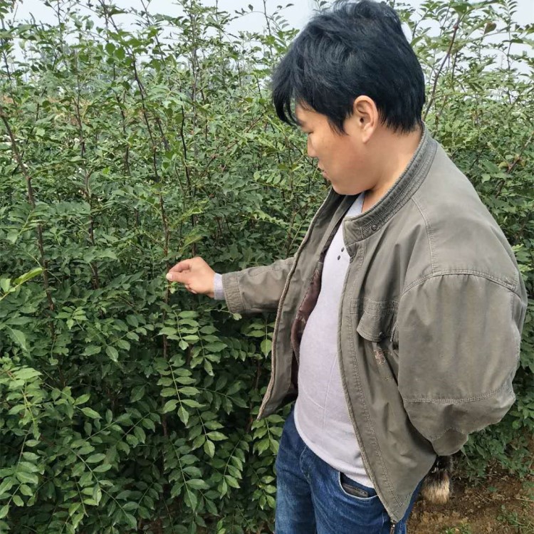 適應(yīng)貴州省 云南省種植花椒苗 大紅袍花椒苗 基地直銷(xiāo) 量大優(yōu)惠