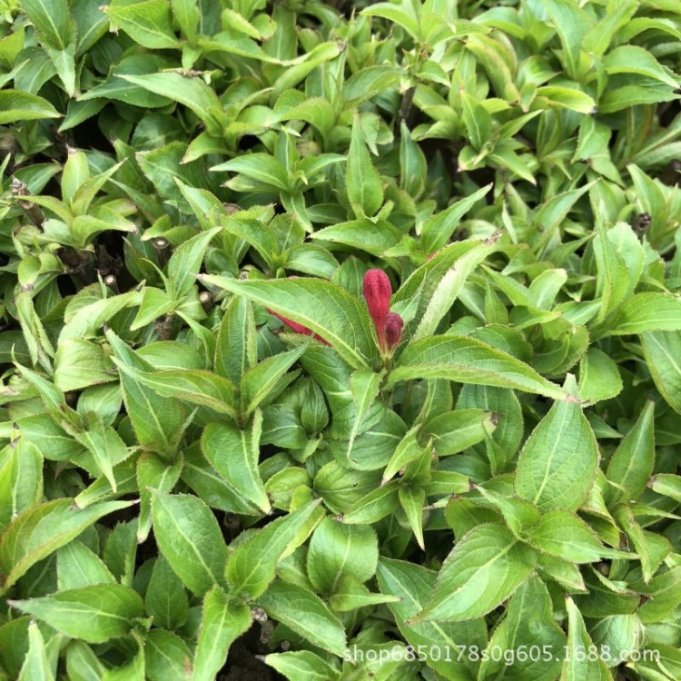 紅子錦帶 床 基地直銷 圃批發(fā)價格 花期長 抗凍 花籬