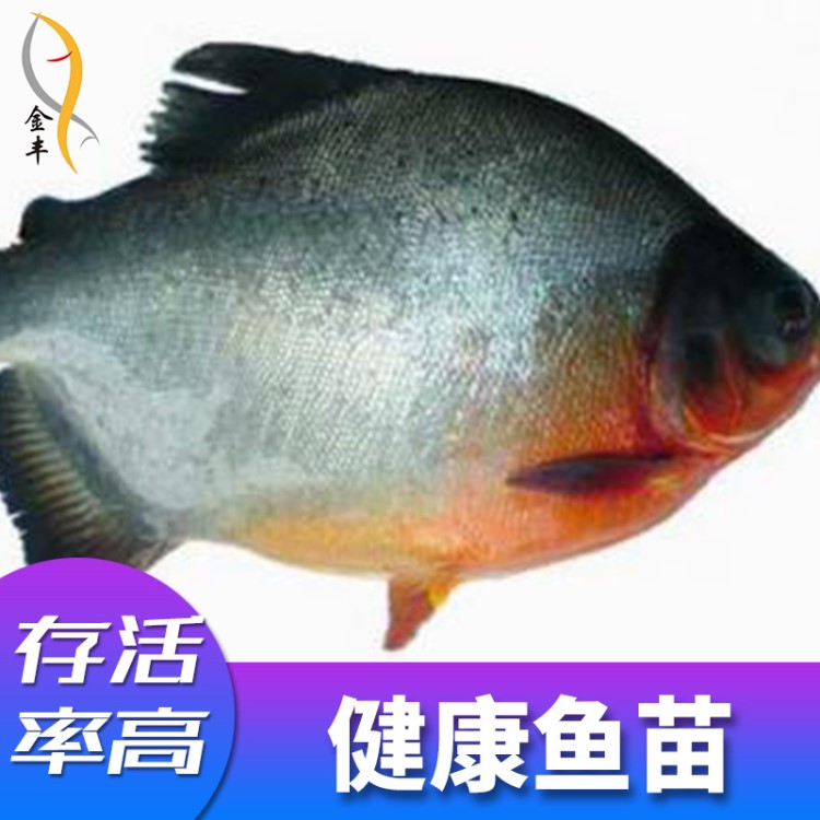 【大量供應(yīng)】淡水白鯧魚(yú)苗 淡水白鯧 人工養(yǎng)殖各類魚(yú)苗