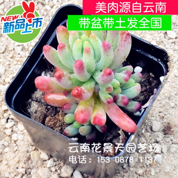 乙女心多肉植物盆栽带盆带土云南多肉植物批发基地大棚直销