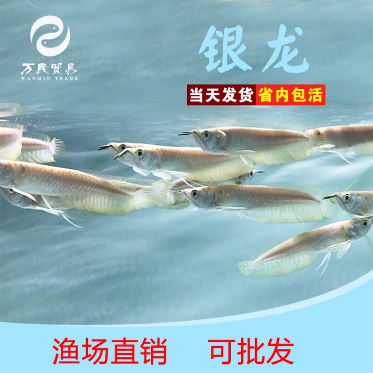 銀龍魚活體 高品質(zhì)熱帶魚觀賞魚金龍魚風(fēng)水魚魚苗大型魚中型魚