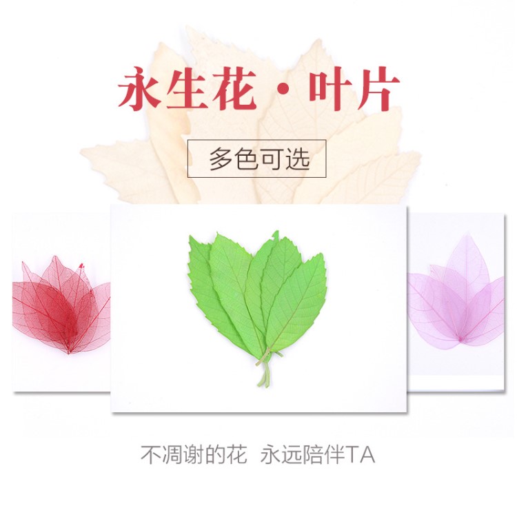 干花花材女神节 银叶菊叶脉片橡栗叶 永生花材diy玫瑰花叶配材