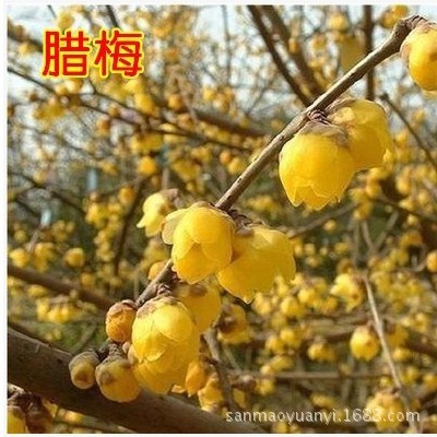 梅花樹苗【磬口臘梅】名貴品種 濃香型 當(dāng)年寒冬開花 盆栽梅花