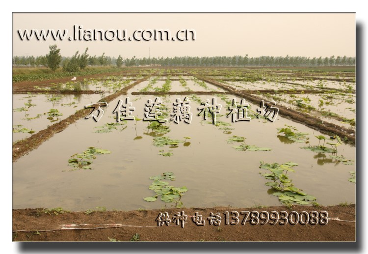 塑料布鋪地種植 旱地栽培蓮藕 適宜北方缺水地區(qū)